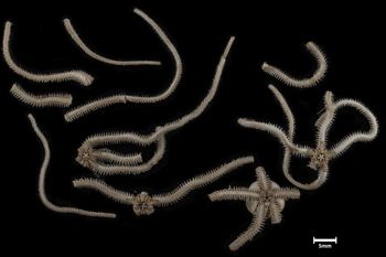 Media type: image;   Invertebrate Zoology OPH-1442 Description: Largest specimen in lot, bottom up view.;  Aspect: ventral